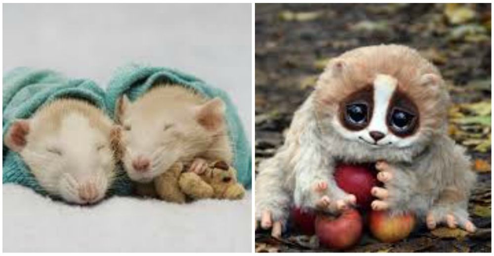 9 adorables animales que pueden acabar con nuestras vidas en segundos