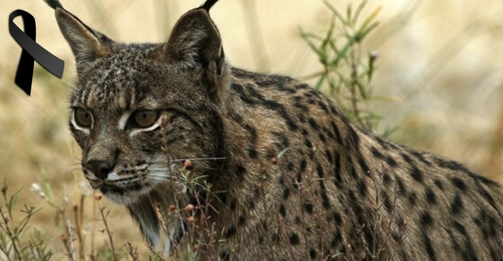 Homer, la hembra de lince ibérico, no aguantó el estrés del incendio de Doñana