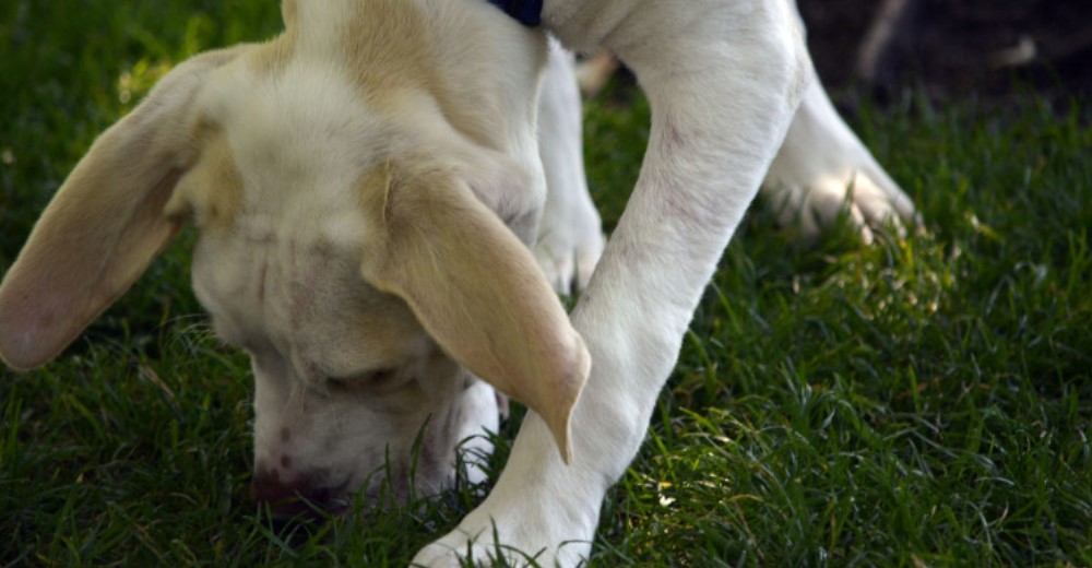 Las 10 cosas más extrañas que los perros son capaces de detectar con el olfato