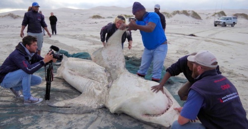 Encuentran 3 tiburones blancos muertos  – Lo que descubrieron en su interior es desgarrador