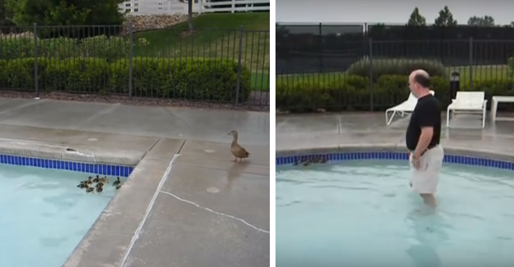 El increíble ingenio de un hombre para salvar a unos patitos que no se dejaban atrapar