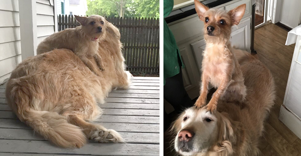 Una nueva forma de simbiosis: dos peludos amigos diferentes pero inseparables