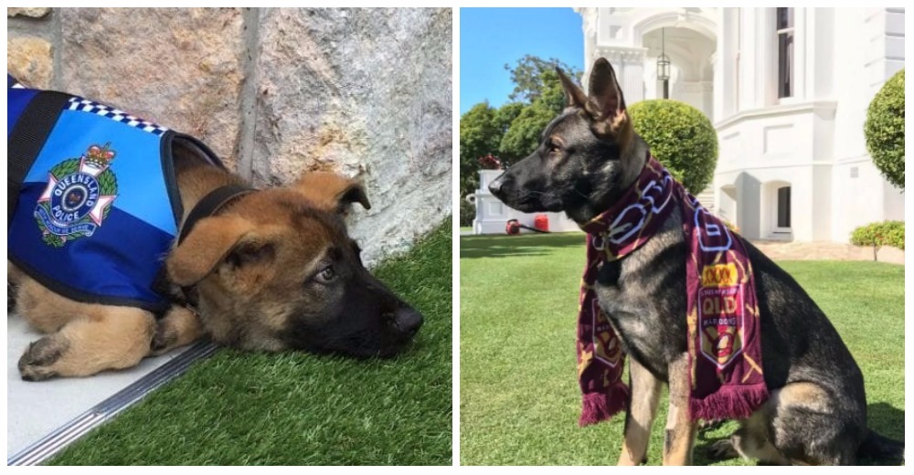 A este perrito lo expulsaron de la policía por ser muy tierno  –  Consiguió algo mucho mejor