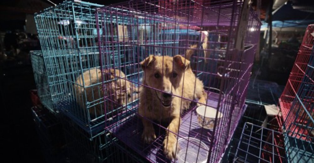 Rescataron a 1.000 perros de ser masacrados a causa del Festival de Yulin