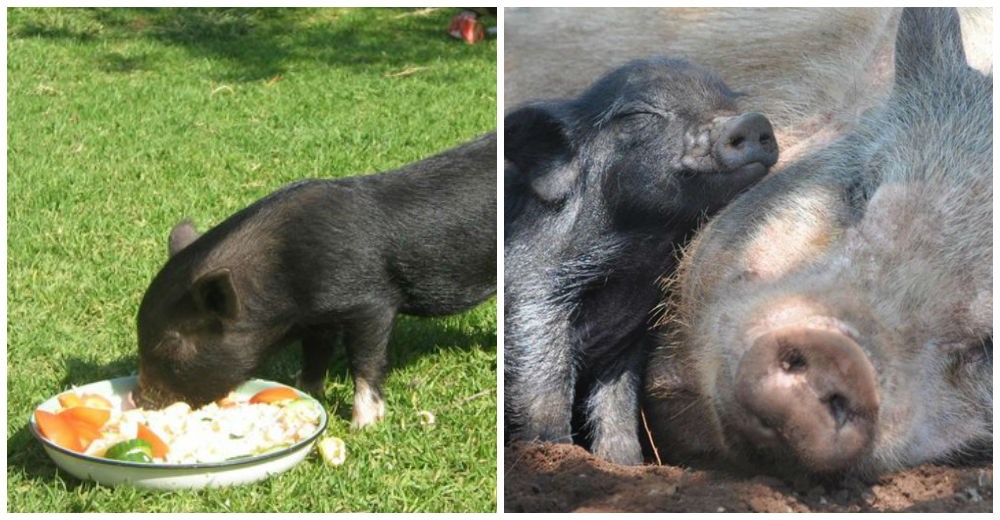 Una mujer le cambia la vida a muchos cerditos en Sudáfrica  –  Conoce la historia de Winston