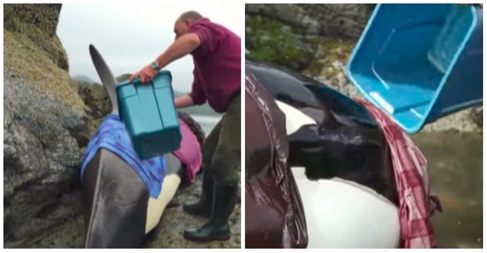 Impresionante rescate de una orca atorada entre las rocas de una costa remota