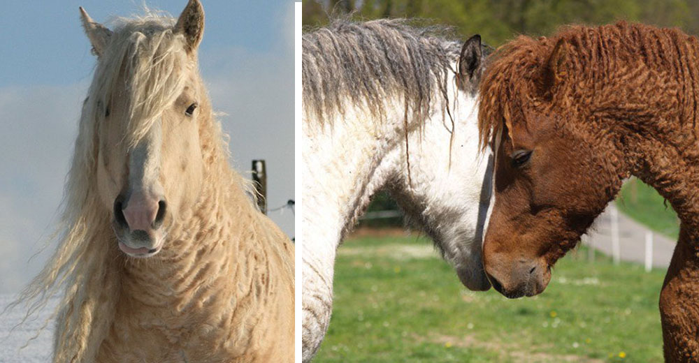 Los Bashkir Curlies, la raza de caballos más exótica por su curioso cabello rizado