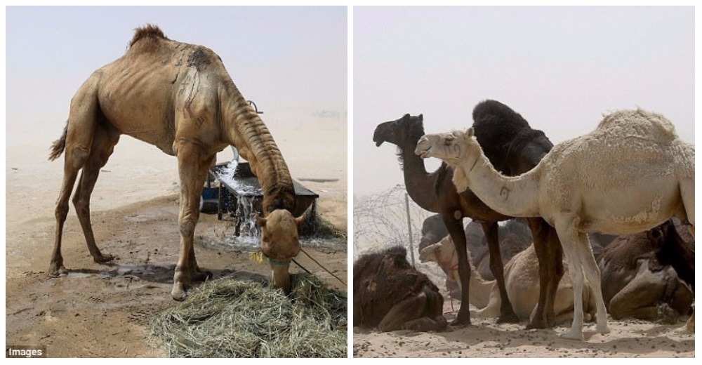 Los camellos se están muriendo de hambre y sed en la frontera entre Qatar y Arabia Saudita