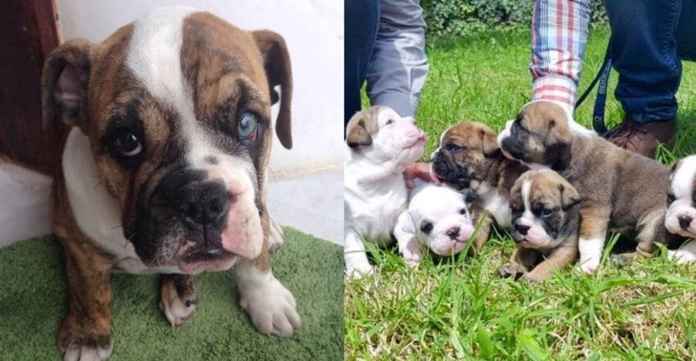 Chanchita, la perrita bulldog de ojos diferentes, sorprende con su parto natural