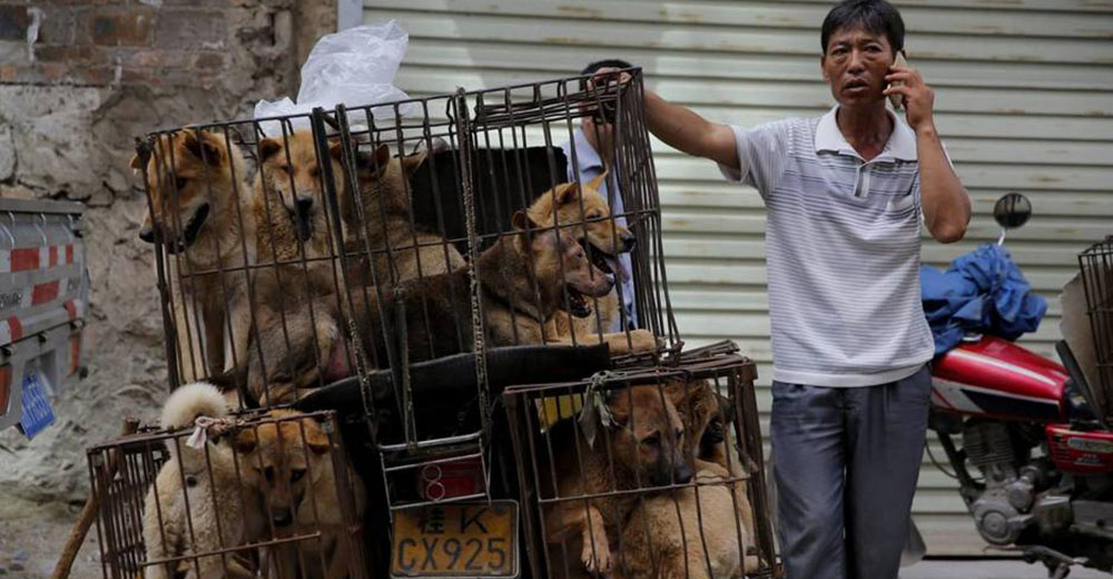 En China es legal comer carne de perros, y lo hacen durante toda una semana en un festival