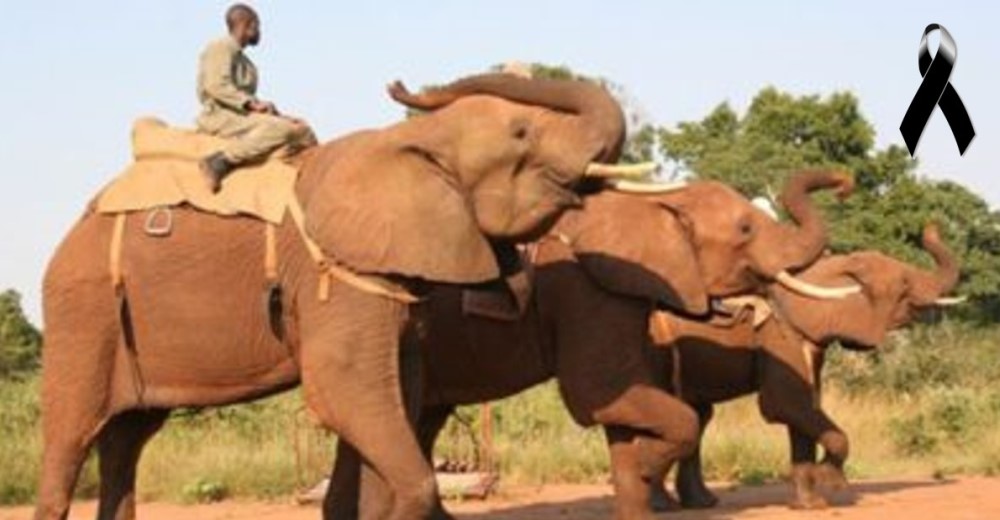 Un elefante mata a su entrenador en un parque turístico y el animal tiene un trágico final