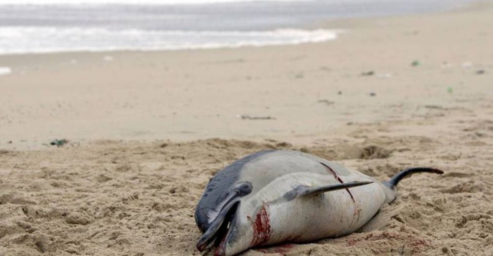 Ya son 12 los delfines muertos que han aparecido en las costas de Asturias