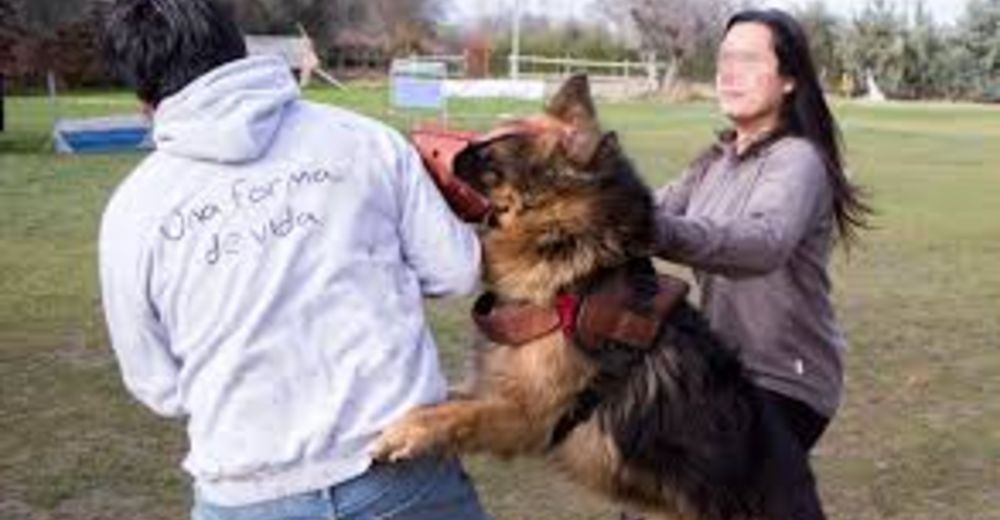 En Madrid los perros entrenados serán quienes acaben con la violencia de género