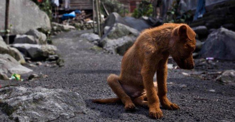 Recogen firmas para que se considere delito grave el abandono de perros y gatos