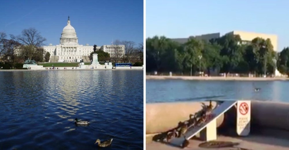 En el Capitolio han habilitado una rampa para facilitar la vida a los patitos