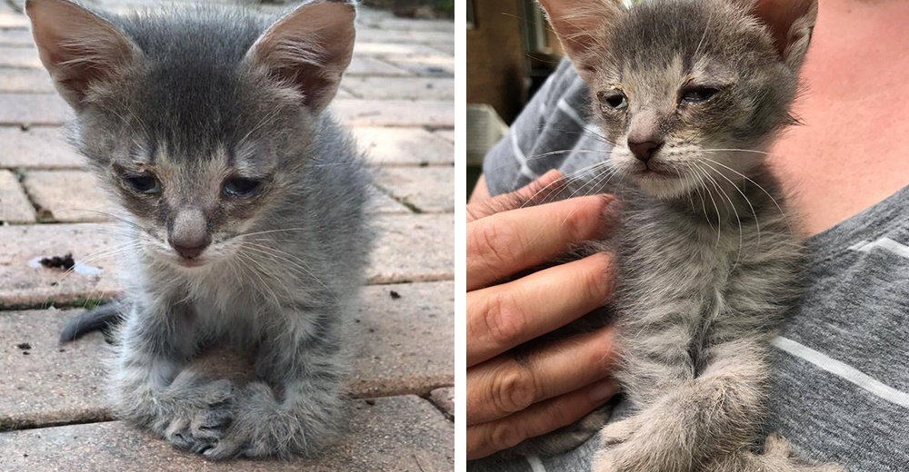 A este pequeño gatito le faltaban muchas cosas, pero le sobraba amor