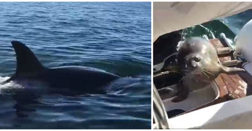 Una foca estuvo a punto de morir en manos de las orcas – Un bote con humanos fue su salvación