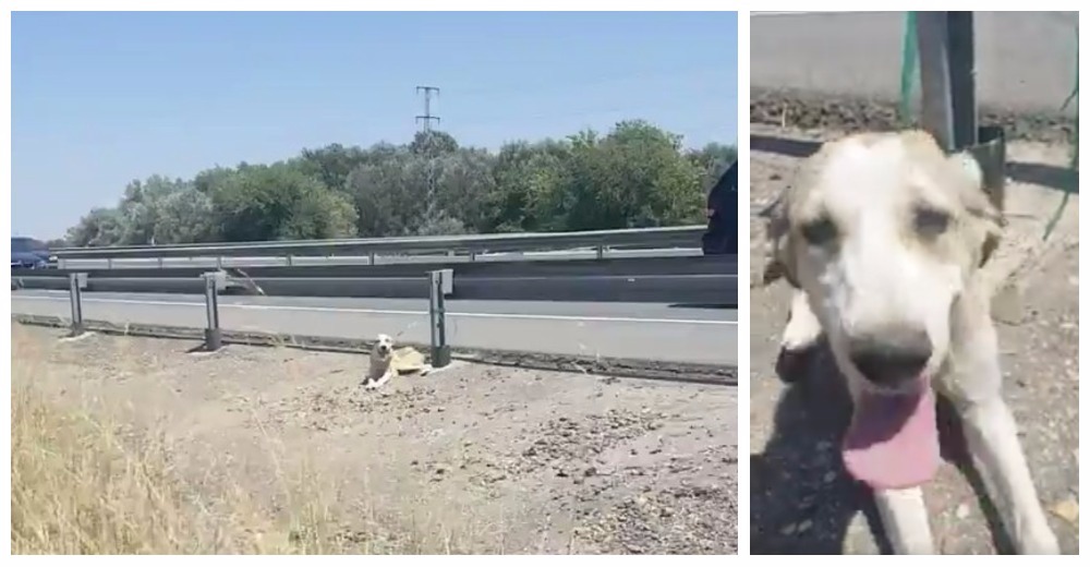 Descubren a un perro abandonado, amarrado a un guardarraíl y soportando elevadas temperaturas