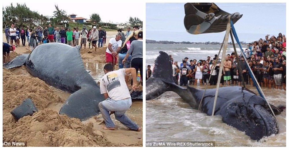 El asombroso rescate de una ballena bebé encallada en una playa cercana a Río de Janeiro