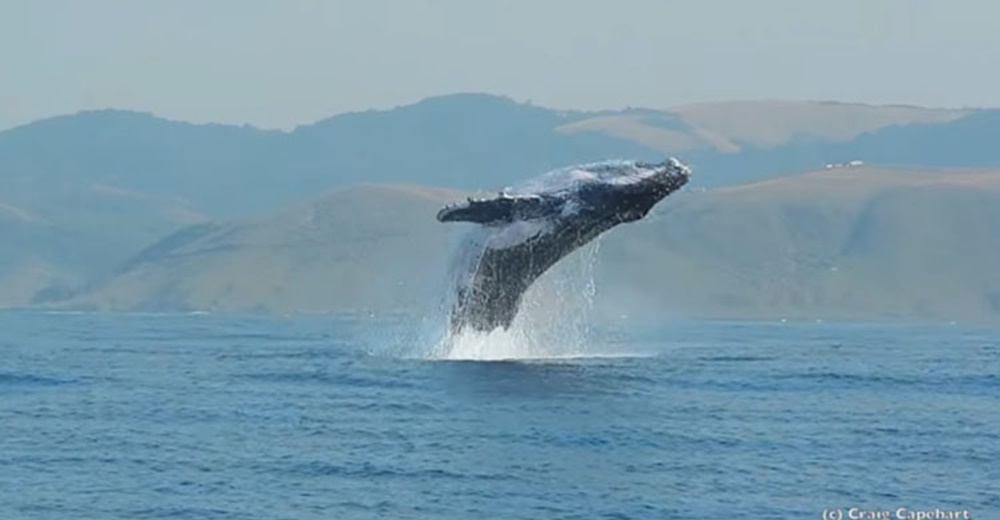 Así sorprendió esta ballena a un buzo, permitiéndole capturar un momento único