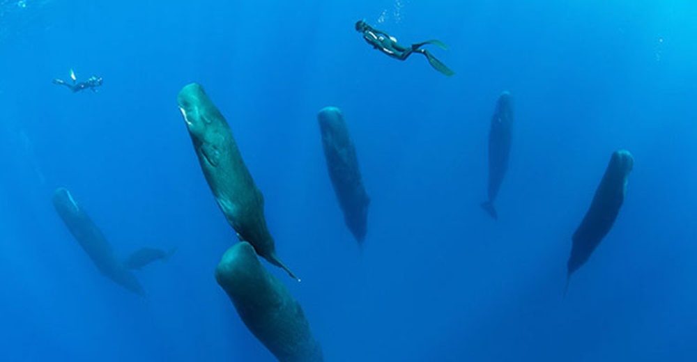 Un fotográfo logra capturar el curioso modo en que unas ballenas cachalote hacían su siesta