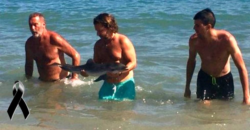 El acoso de los bañistas en una playa de Almería le costó la vida a una cría de delfín