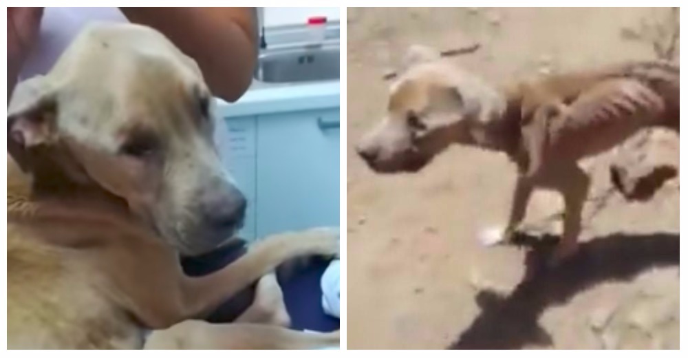 Unos menores le tiran piedras a un perro desnutrido para hacerle creer que es comida