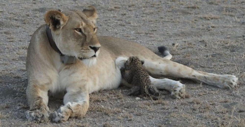 El sorprendente y único caso de una leona que adoptó a un leopardo y lo amamantó