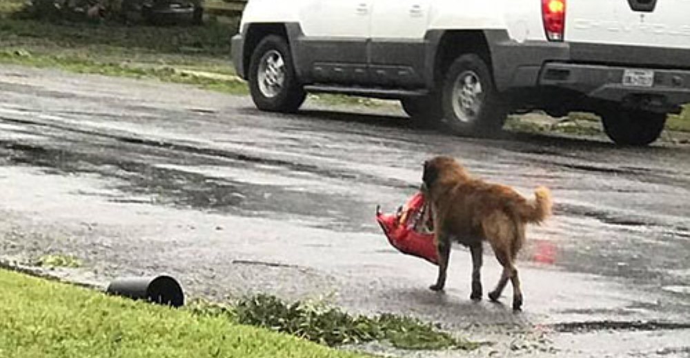 La reacción de este perrito tras sobrevivir al huracán Harvey conmueve a las redes sociales