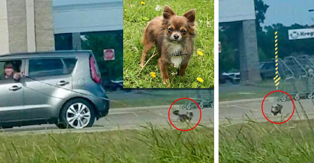 Un hombre pone en peligro a su mascota paseándolo de una forma inusual