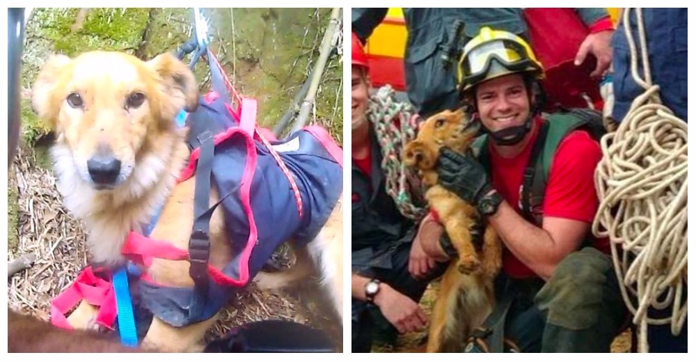 Una perrita se cayó por un acantilado y estos héroes arriesgaron todo para salvarlo