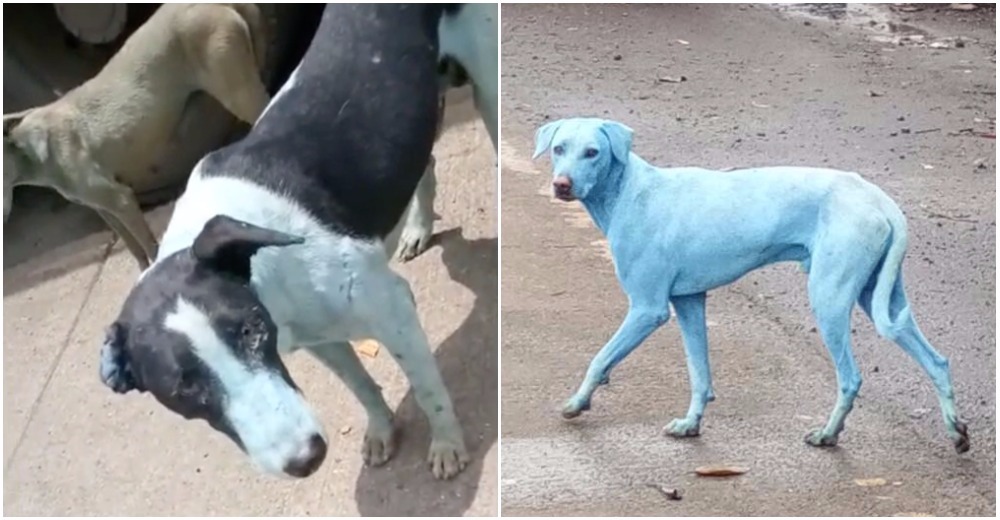 Alarma mundial por la aparición de «perros azules» en la India por una estremecedora razón