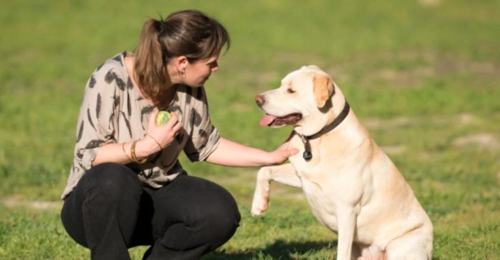 Blat, un perro que nació para contribuir con la medicina y salvar la vida de muchas personas