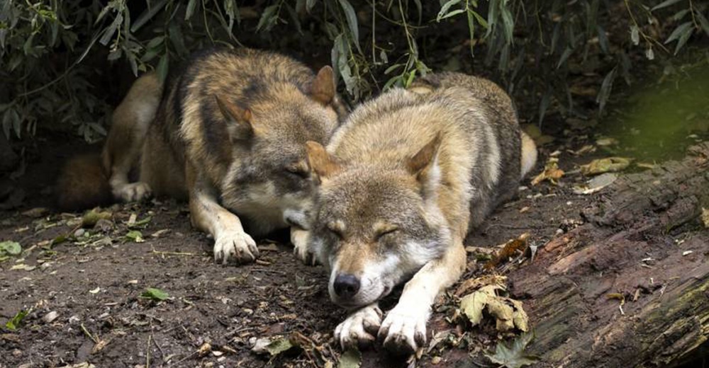 ¿Sabes cuándo fueron domesticados los perros y de dónde vienen? Un estudio lo demuestra