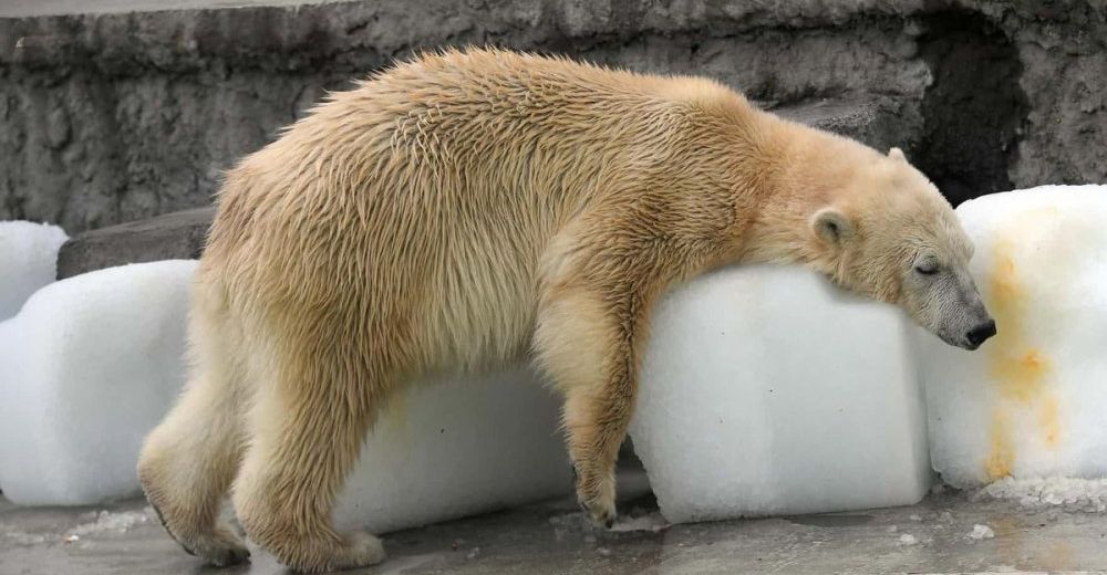 Así tiene que soportar un oso polar un calor insoportable en un zoo de Budapest