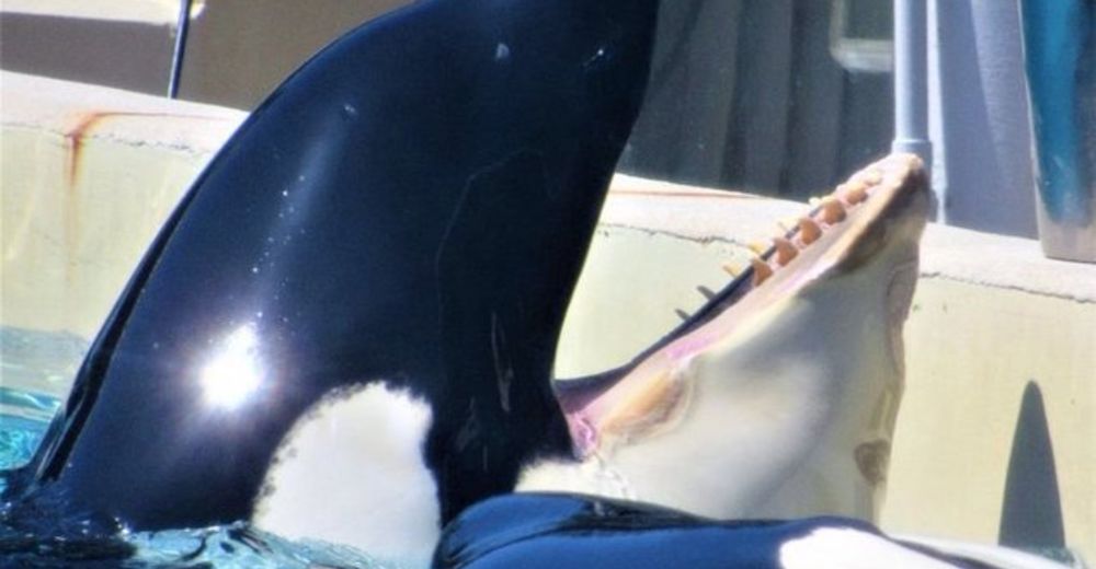 Se revela la verdadera causa de la muerte de Kasatka, la orca de 40 años de SeaWorld