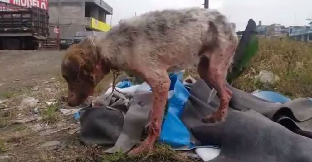 Campeón había perdido todas las ganas de vivir hasta que alguien llegó para cambiarlo