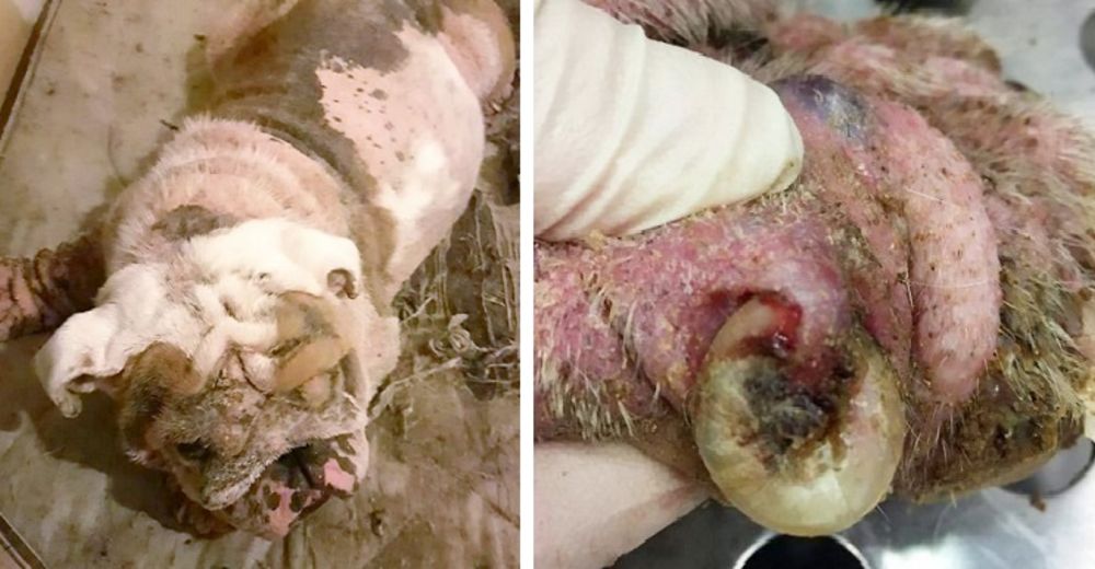 Resultado de imagen para Bulldog estaba tan maltratado que los veterinarios lloraron la primera vez que lo vieron