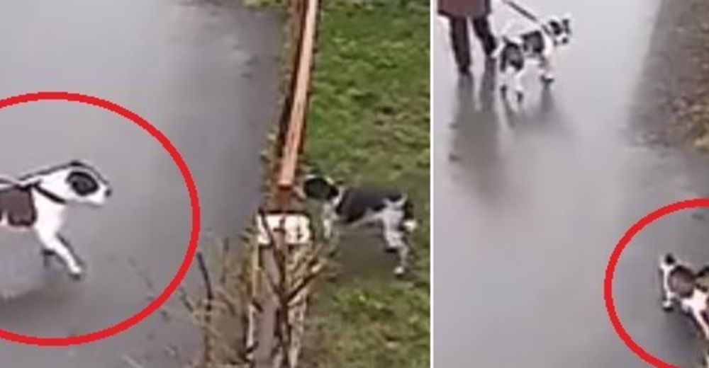 Perro intenta atacar a otro peludo pequeño y el gato demuestra que es el amigo más fiel