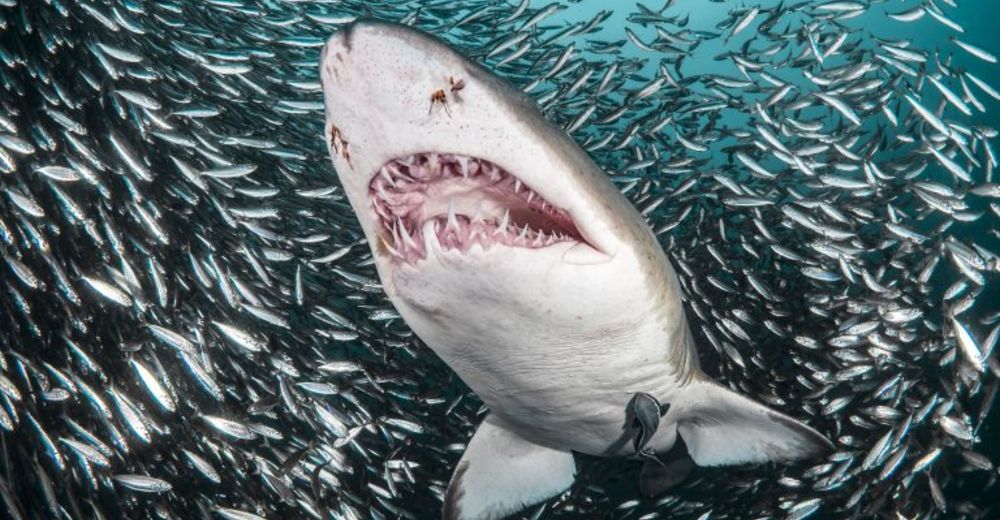 Un tiburón abre su camino entre una bola de cebo y es capturado en increíbles imágenes