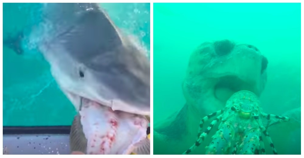 Increíble momento en que un buzo alimentó a un tiburón y a una tortuga marina con sus manos