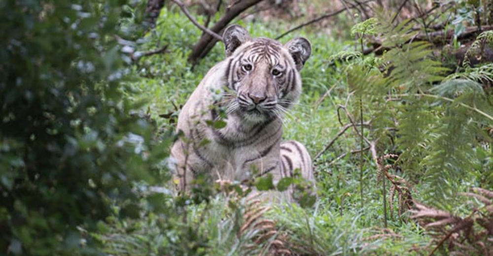 Fotografías de un tigre bastante peculiar han asombrado a toda la comunidad científica