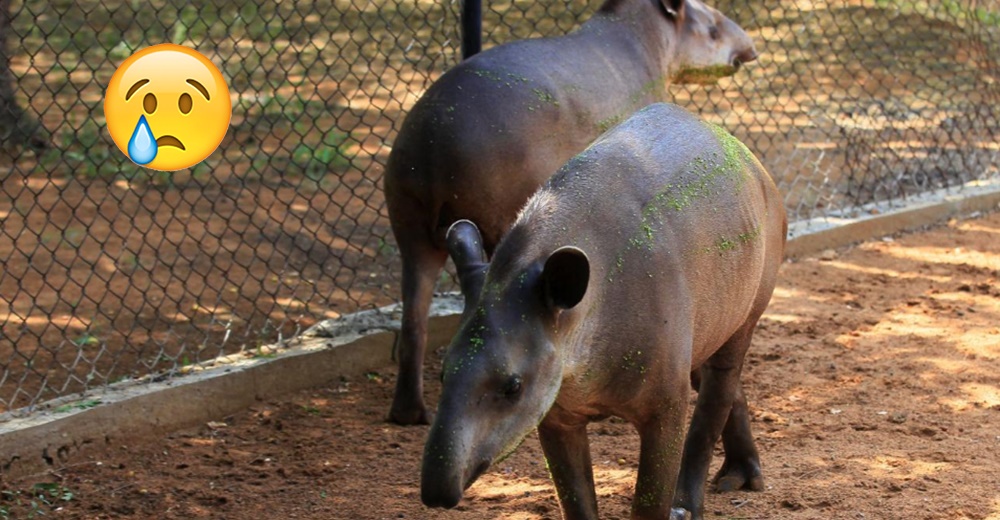 10 especies de animales de un zoológico venezolano han sido robados