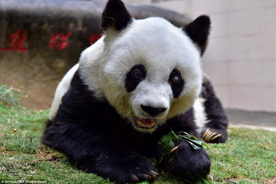 China de luto: Despiden a Basi, la panda más anciana del mundo