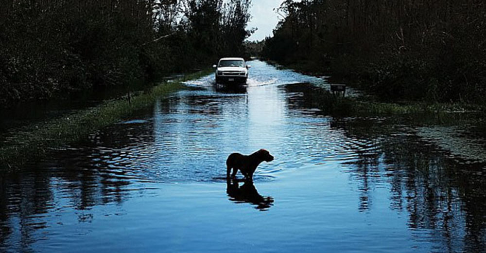 Dueños de mascotas afrontan cargos tras abandonarlas durante el huracán Irma