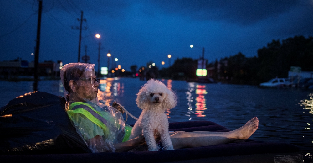 El rescate de animales tras el huracán Harvey en conmovedoras imágenes