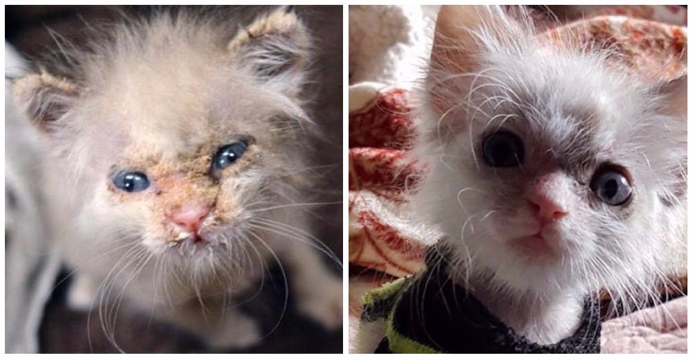 Detrás de las graves lesiones que le causó la sarna había un tierno gatito dispuesto a dar amor