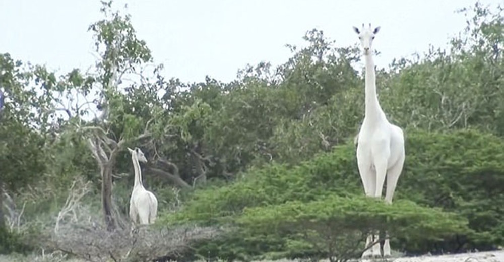 Una especie rara de jirafas blancas sorprende al mundo conservacionista en Kenia