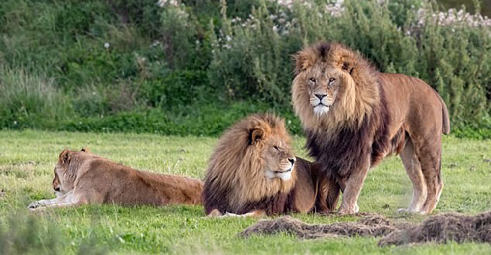 Dos leones machos causan desconcierto al decidir «aparearse» entre ellos