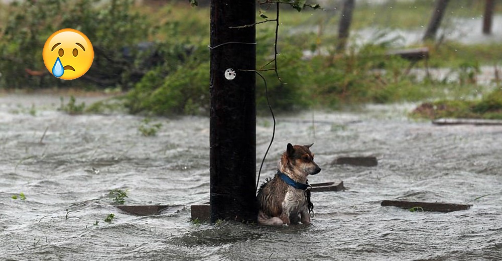 Este fotográfo tuvo la más grata sorpresa tras el paso del huracán Harvey